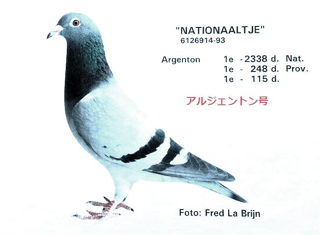 軍団の種鳩♀